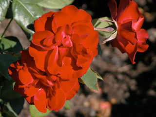 �Х���鯡ˡƥ桼���ԥ����ʡ�