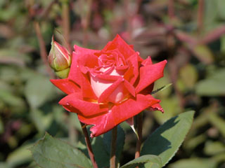 �Х���鯡ˡƥ�֡�