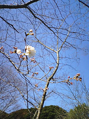 鎮国寺の桜1