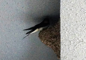 ツバメの親鳥