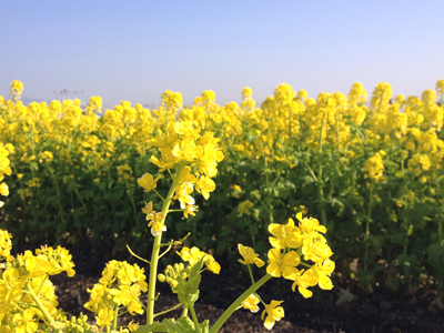 菜の花アップ