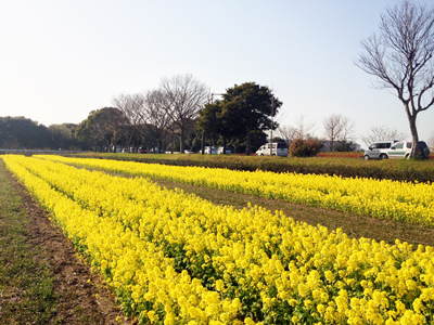 菜の花畑