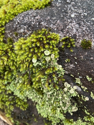 苔に花