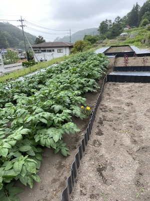 【乳酸菌農業】香草園での収穫