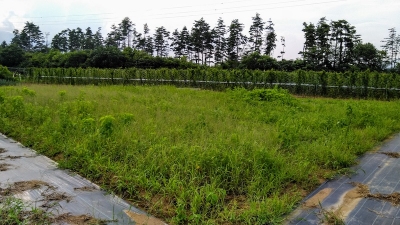 植物の持つ生命力に・・・