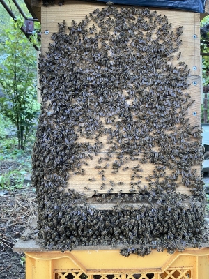蜂さんたちも暑いのです