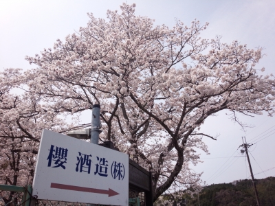 IMG_20140412_125037.jpg