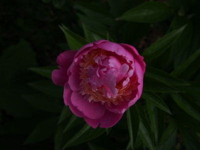 P5170004.JPG