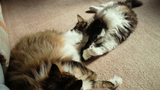 2011031523430000.jpg