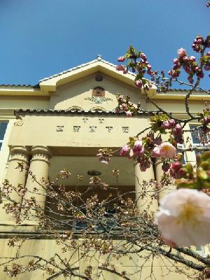 函館公園の桜