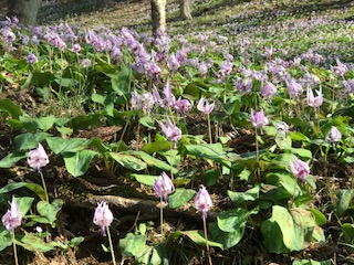 image1.jpeg