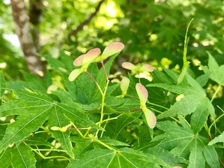image1.jpeg