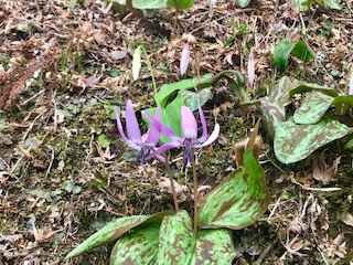 image1.jpeg