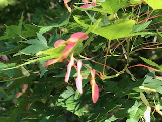 image1.jpeg