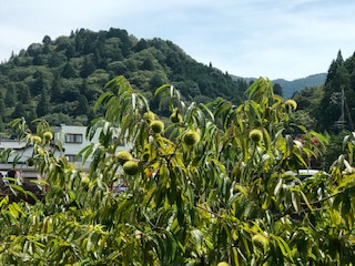 image1.jpeg