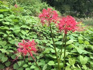 image1.jpeg