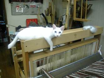 さんごが離れない