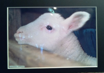 131208_sheep1.jpg