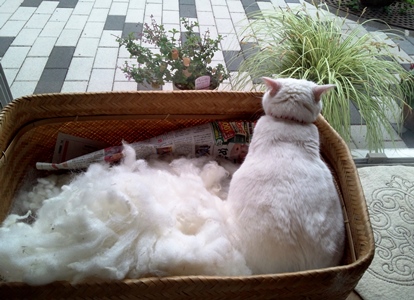 140506_¤µ¤ó¤´£±.jpg