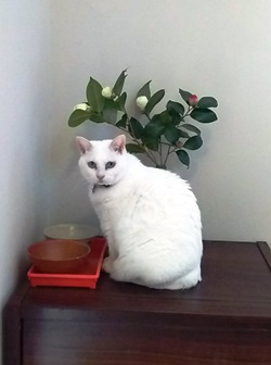 DSC_ÄØ¤È¤µ¤ó¤´.JPG