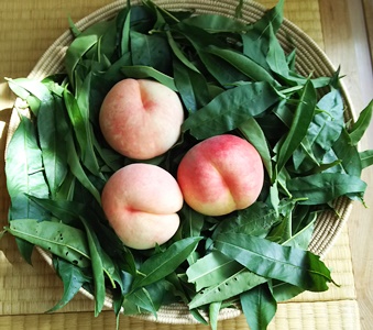 DSC_桃2.JPG
