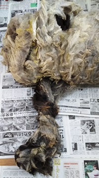 DSC_最後のフリース2.JPG