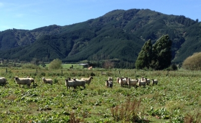 IMG_2052 NZ.JPG