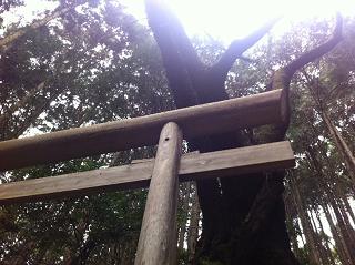 杉