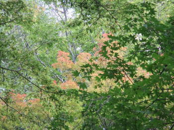 唐沢山の紅葉