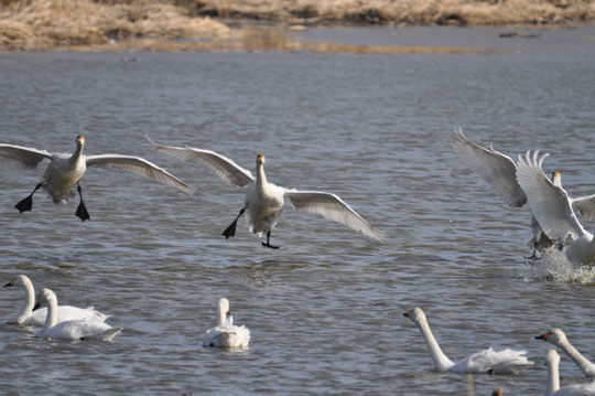 白鳥 2011-1-16 館林市 ガバ沼