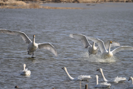 白鳥 2011-1-16 館林市 ガバ沼