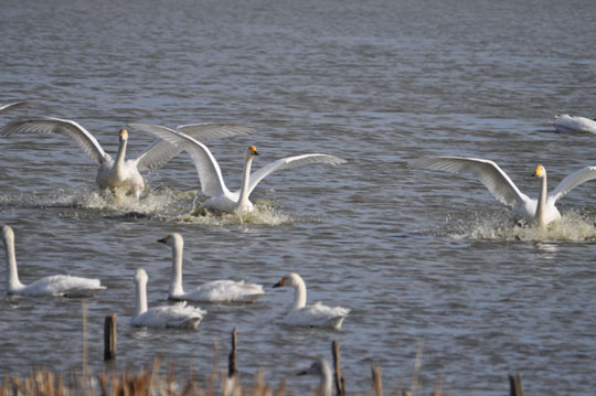 白鳥 2011-1-16 館林市 ガバ沼