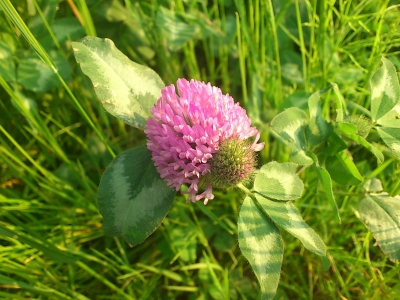 何の花? シンパシー