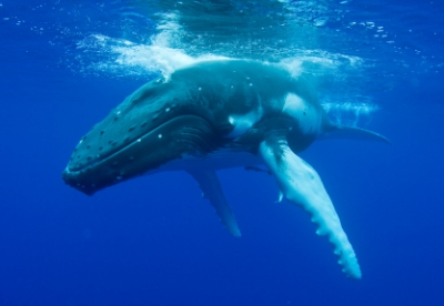 クジラ シンパシー