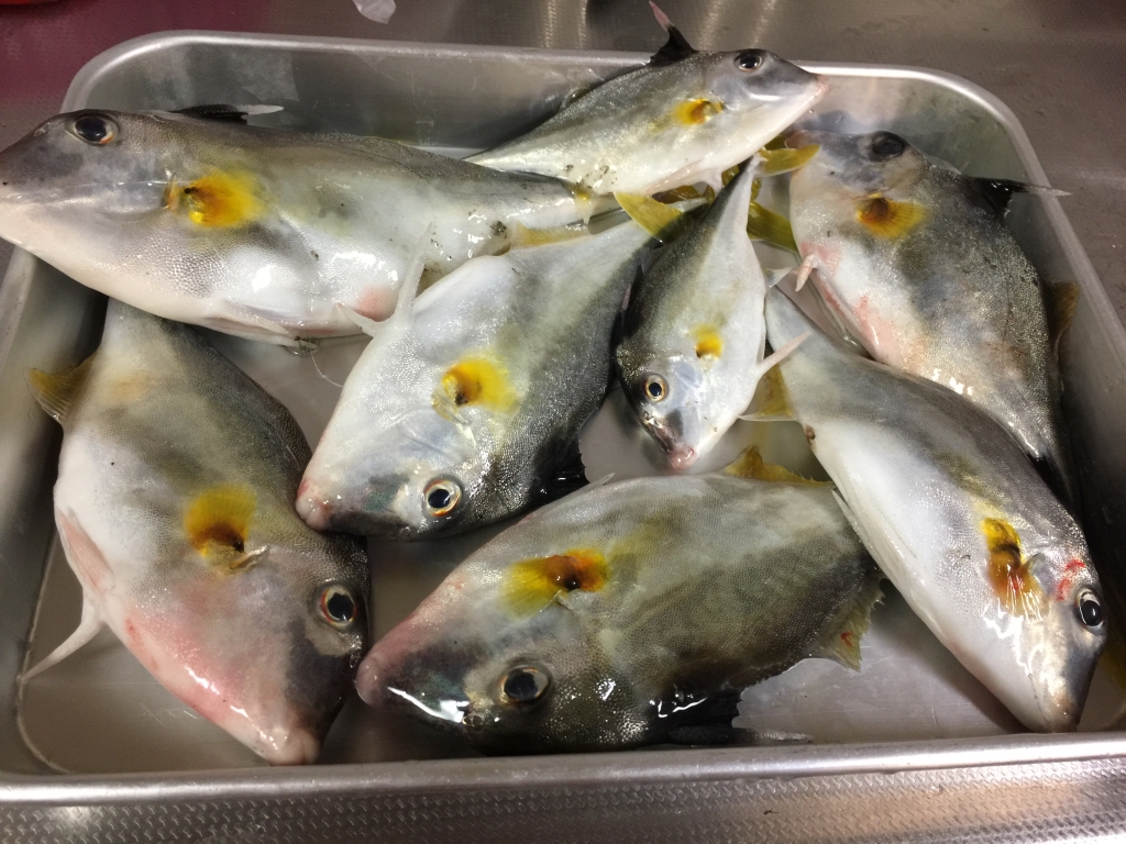 初めて釣った ギマ 浜名湖で 団塊おばさんの外に出て自然と遊ぼう