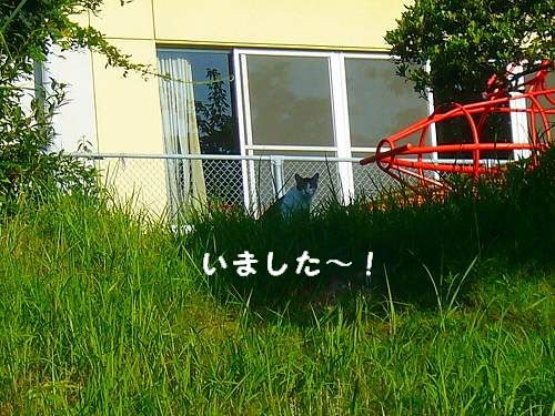¥Í¥³¤Ç¤·¤¿〜