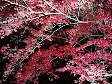 夜の紅葉・京都