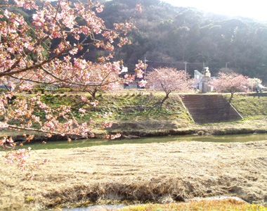 桜 1