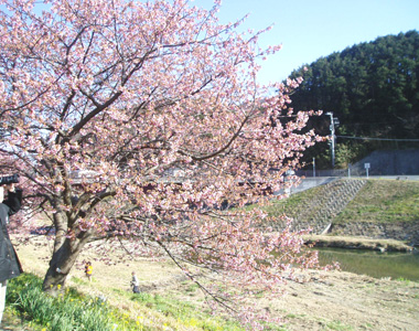 桜 2