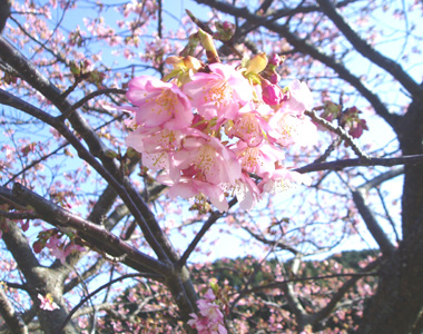 桜 3