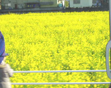 菜の花