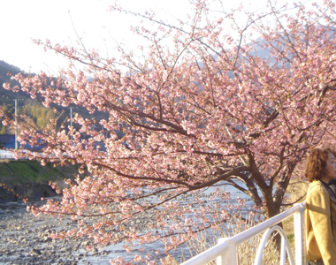 桜 5