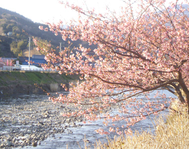 桜 6