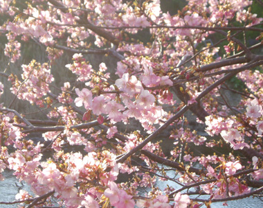 桜 7