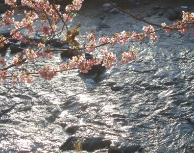 桜 9