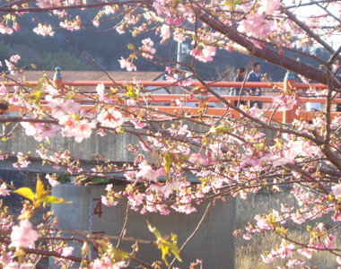 桜 10