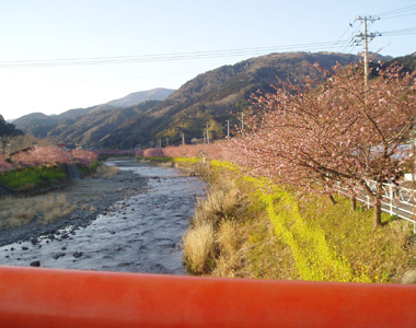 桜 11