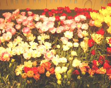 華 13