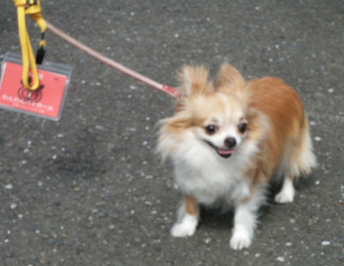ハナ隊長です