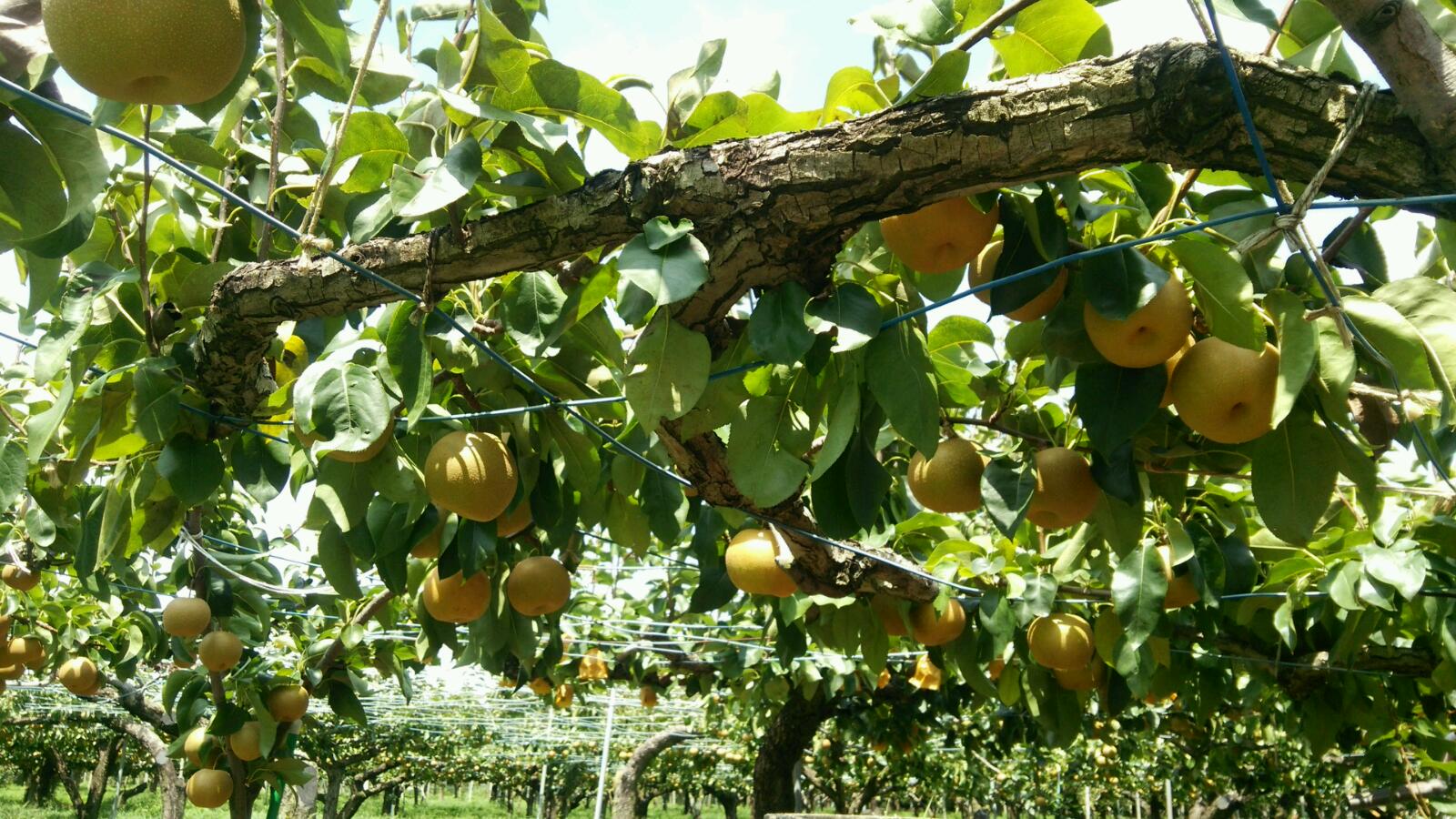 梨もぎ体験 こねっとブログ